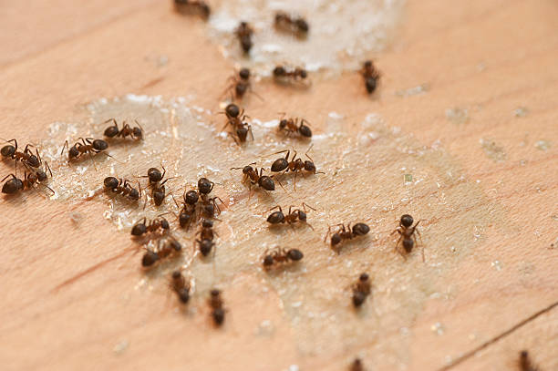 Best Wasp Removal Services  in Oakland, TN